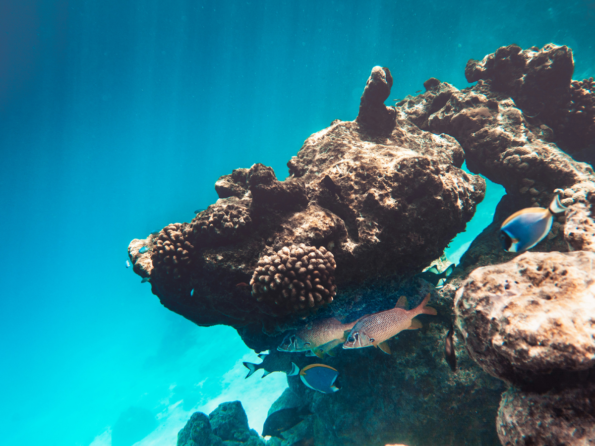 ReefConcrete: soluções biodinâmicas em betão eco-eficiente para estruturas submarinas | Foto: Wewe